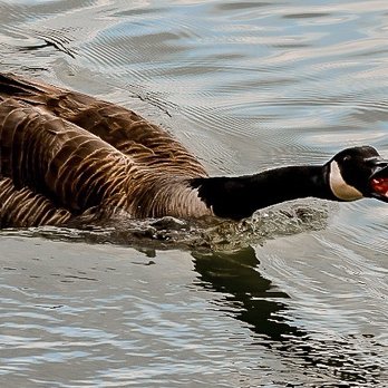 Dunbar Cave State Park - Mad Goose - Parks Near Me - Clarksville, Tennessee
