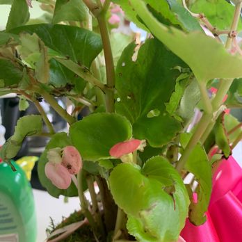 Avas Flowers - Old damage on most of the leaves - Florists Near Me