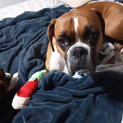 Village Veterinary Hospital - JD making a great recovery thanks to Village Veterinary Hospital.