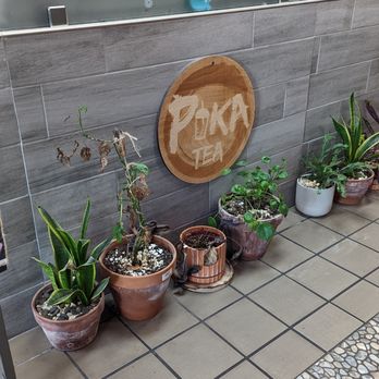 Pika Tea - more plants and their logo - Bubble Tea Near Me - Greensboro, North Carolina