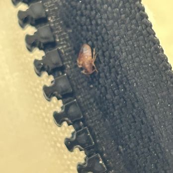 Bug Barrier Pest Control - Close up photo of a bedbug during treatment - Pest Control Near Me Bug Barrier Pest Control - Close up photo of a bedbug during treatment - Pest Control Near Me