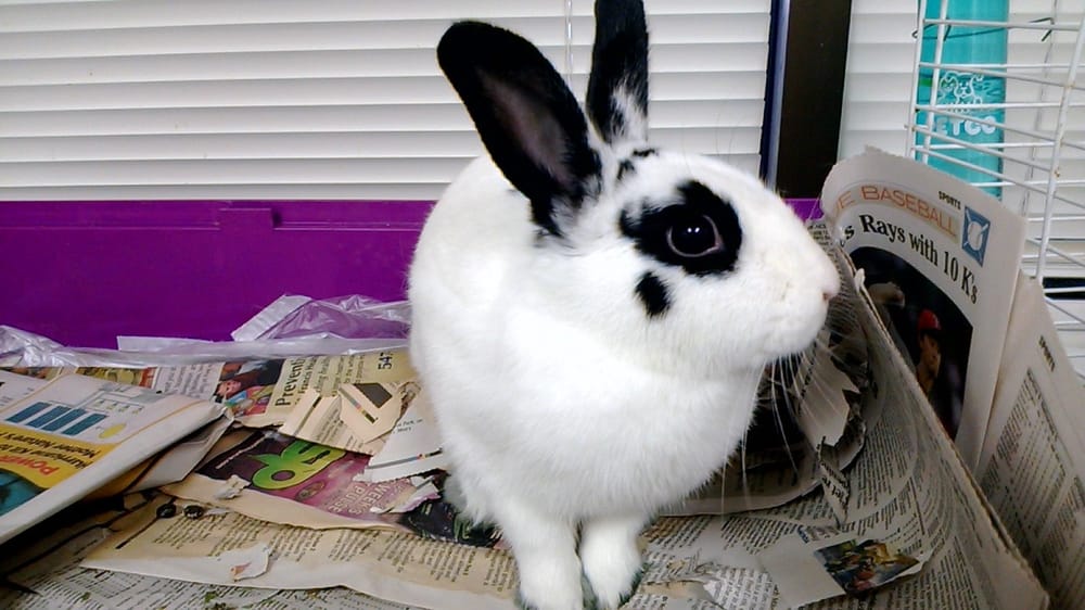 Honda Educational Learning Partners - reading tutor in Honolulu, HI