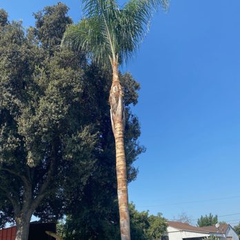 CA&A Tree Care - Tree Services Near Me