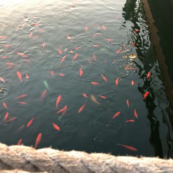 Pirates Landing - The fish ponds out front. - Seafood Near Me - Elkin, North Carolina