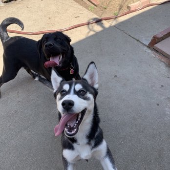 Sky's the Limit Pet Service - Dog Walkers Near Me Sky's the Limit Pet Service - Dog Walkers Near Me