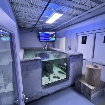 San Antonio Aquarium - Tiny sad bare room with a sea turtle in the small tank. Insanely bare and sad - Aquariums Near Me - Leon Valley, Texas San Antonio Aquarium - Tiny sad bare room with a sea turtle in the small tank. Insanely bare and sad - Aquariums Near Me - Leon Valley, Texas