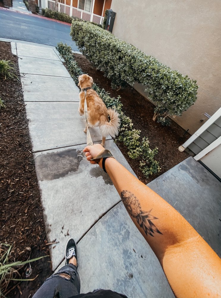 kirstie's dog walking service