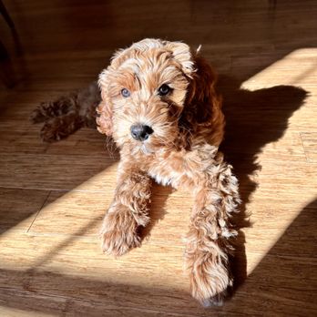 High Desert Labradoodles - Pet Breeders Near Me High Desert Labradoodles - Pet Breeders Near Me
