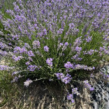 Lavender Hill Farm - Lavender Plants - Farms Near Me - Berwick, Maine