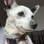 Photo of Beaverton Pet Clinic