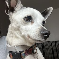 Beaverton Pet Clinic - Penelope long-bottom.