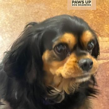 Paws Up Daycare & Boarding - Minnie is one of our regulars. She loves playing with dogs of all sizes. - Pet Boarding Near Me - Plano, Texas Paws Up Daycare & Boarding - Minnie is one of our regulars. She loves playing with dogs of all sizes. - Pet Boarding Near Me - Plano, Texas