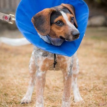 Last Hope Animal Rescue - Animal Shelters Near Me - Wantagh, New York
