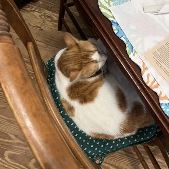 Old Chickahominy House - Stewey in a chair - Southern Near Me - Williamsburg, Virginia