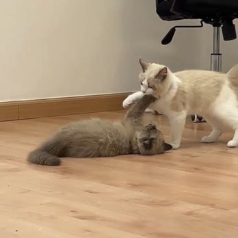 FairyTale Ragdoll by i-Angel - Kittens - Pet Breeders Near Me FairyTale Ragdoll by i-Angel - Kittens - Pet Breeders Near Me