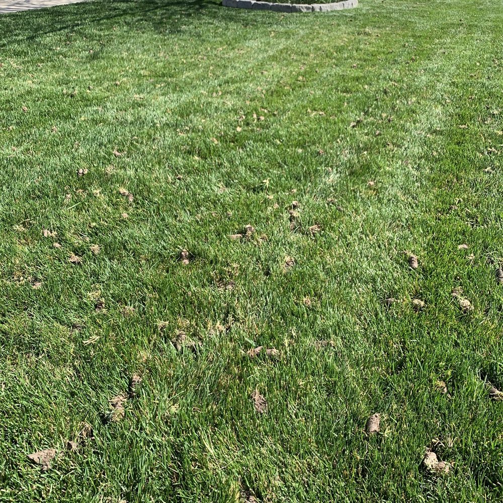 Green Lawn Utah - This should help with less watering this summer. - Lawn Services Near Me - Murray, Utah Green Lawn Utah - This should help with less watering this summer. - Lawn Services Near Me - Murray, Utah