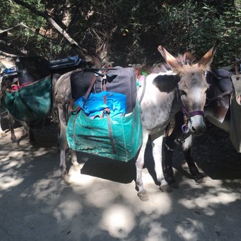 Chantry Flat Recreation Area - Local custodial staff with their pack donkeys carrying supplies and repair equipment. - Parks Near Me - Sierra Madre, California