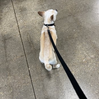 PetSmart - Good groomer - Pet Stores Near Me - Dallas, Texas PetSmart - Good groomer - Pet Stores Near Me - Dallas, Texas