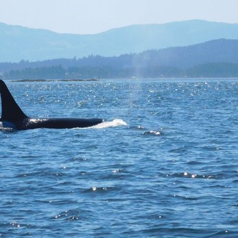 Wild Whales Vancouver - Whale Watching Tours Near Me - Vancouver, British Columbia Wild Whales Vancouver - Whale Watching Tours Near Me - Vancouver, British Columbia