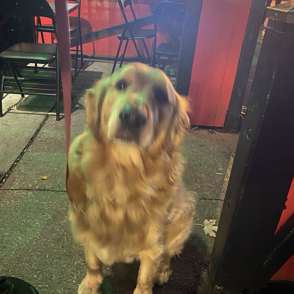 The Local - Outside front patio (dog friendly) - Bars Near Me - Toronto, Ontario The Local - Outside front patio (dog friendly) - Bars Near Me - Toronto, Ontario