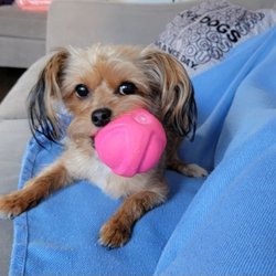 Pawsability Dog Club - Gracie Mae