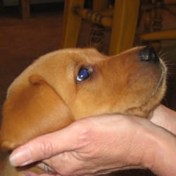 Calico Susan's Hug a Day Pet Care - Pet Care at it's Best!