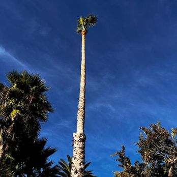 Jose Marin Tree Service - Tree Services Near Me Jose Marin Tree Service - Tree Services Near Me