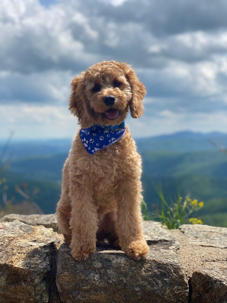 WHOLE DOGZ 93 Photos & 117 Reviews 4748 Eisenhower Ave, Alexandria