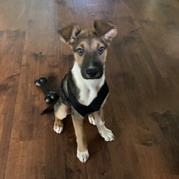 The Shepard mix we adopted!