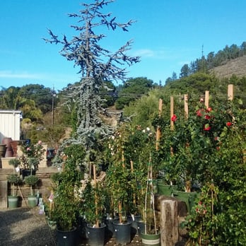 Griggs Nursery - Nurseries & Gardening Near Me - Carmel-by-the-sea, California