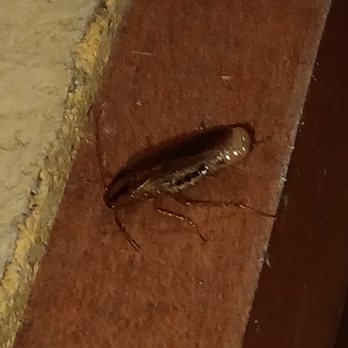 Red Roof Inn - This one didn't flinch when came near it - Hotels Near Me - San Dimas, California Red Roof Inn - This one didn't flinch when came near it - Hotels Near Me - San Dimas, California