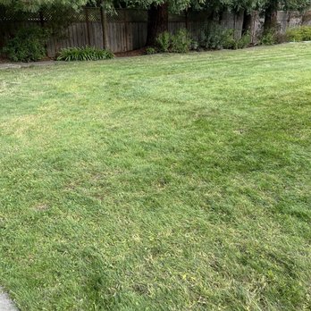 Sierra Tree Company - After cleaning... lawn area was fine!! Bravo - Tree Services Near Me - Rohnert Park, California Sierra Tree Company - After cleaning... lawn area was fine!! Bravo - Tree Services Near Me - Rohnert Park, California