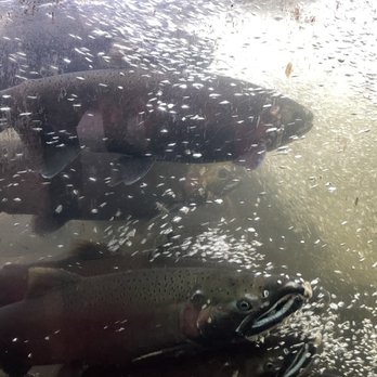 Capilano Salmon Hatchery - Parks Near Me - North Vancouver, British Columbia Capilano Salmon Hatchery - Parks Near Me - North Vancouver, British Columbia