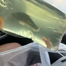 Inwood Aquarium - clown knife, red jewel, and parrot