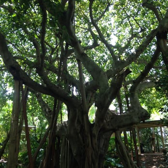 Jungle Island - Banyan tree - Amusement Parks Near Me - Miami, Florida