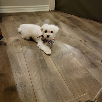 Ann's Pet Grooming - Pet Groomers Near Me - Brea, California Ann's Pet Grooming - Pet Groomers Near Me - Brea, California