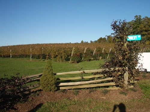 Barboursville Vineyards by null