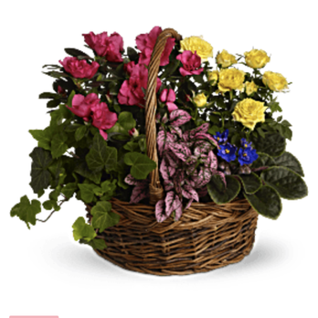 Ruth's Flowers & Gifts - I ordered two of the above Deluxe Blooming BasKets at $115 each. Also attached are pics of what was delivered - Florists Near Me - Locust, North Carolina Ruth's Flowers & Gifts - I ordered two of the above Deluxe Blooming BasKets at $115 each. Also attached are pics of what was delivered - Florists Near Me - Locust, North Carolina