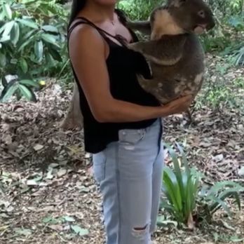 Lone Pine Koala Sanctuary - Zoos Near Me - Fig Tree Pocket, QLD