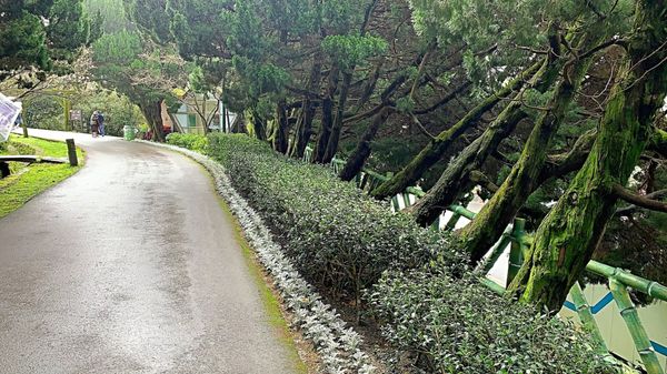 Yangmingshan National Park by null
