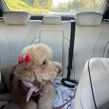 Luscious Paws - Pet Groomers Near Me - Laguna Niguel, California