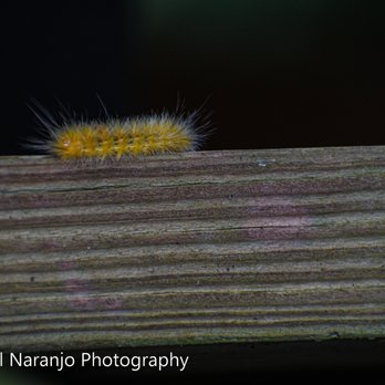 Green Cay Nature Center - Hairy Caterpillar - Local Flavor Near Me - Boynton Beach, Florida