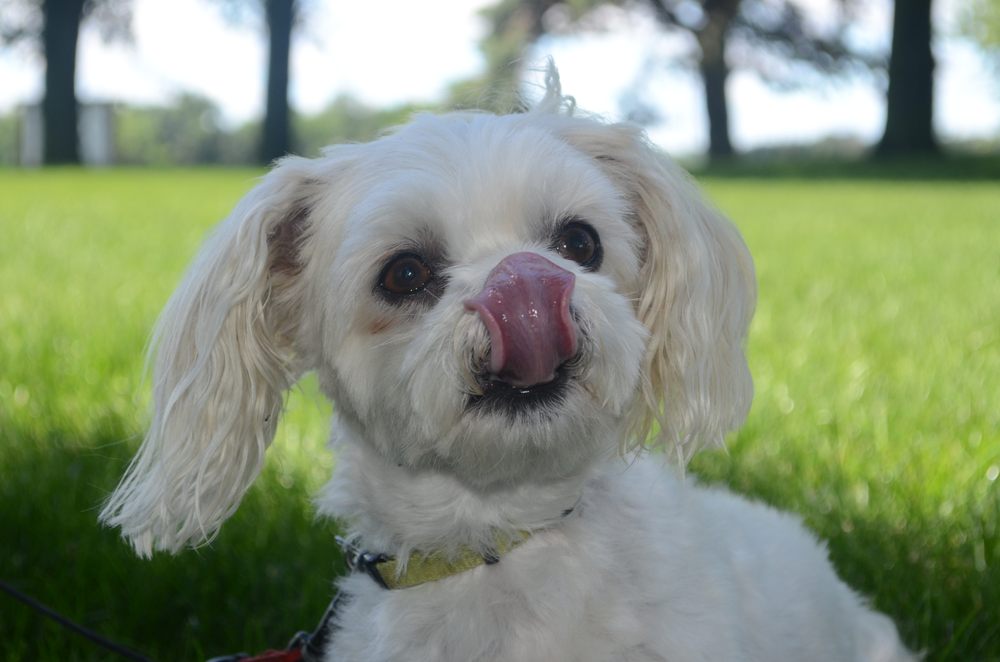 THE FOUR PAWS BED & BISCUIT 1574 69th St, Medford, Minnesota Pet
