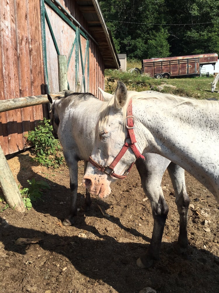 Banner Elk Stables - equestrian in Banner Elk, NC