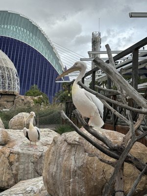 Oceanogràfic València by null