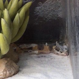 Dead gecko in tank Dead gecko in tank