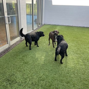 Dog Spot Hotel - Pet Sitting Near Me - Melbourne, Florida Dog Spot Hotel - Pet Sitting Near Me - Melbourne, Florida