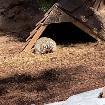 Bearizona - Zoos Near Me - Williams, Arizona