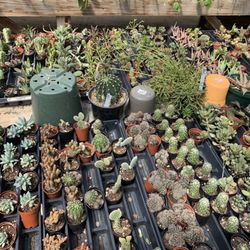 Lancaster Gardens