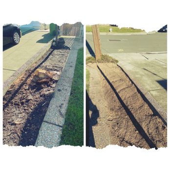 JMV Tree Service - Before and After - Tree Services Near Me - Hayward, California